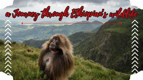  Odyssey Through Ethiopia: Echoes of Humanity Captured in Time