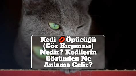 Kendine Kedi Bak: Bir Şehirdeki Kedilerin Gözünden Hayat